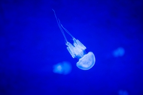 蓝色深海白色箱水母图片